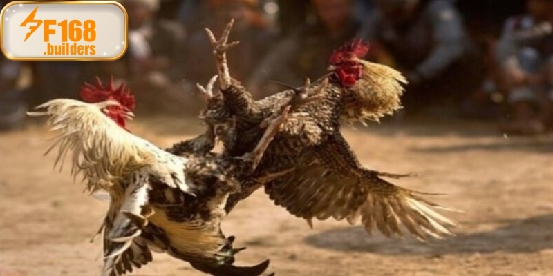 Ưu điểm khi xem đá gà Campuchia tại F168