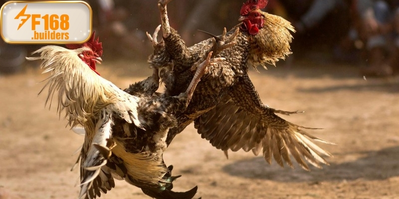Cách tham gia và theo dõi đá gà cựa dao tại nhà cái F168