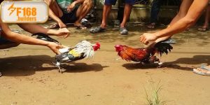 Đá gà cựa sắt – Sức mạnh, tốc độ và bản lĩnh chiến kê