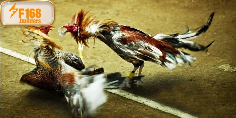 Sơ lược chung về khái niệm đá gà cựa sắt