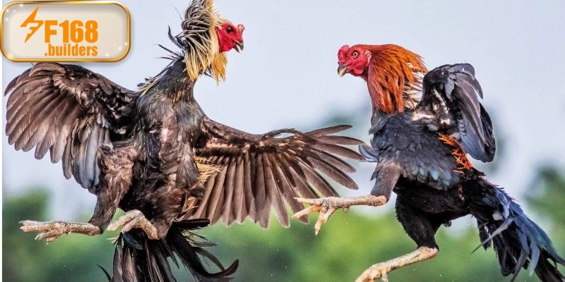 Kinh nghiệm xem và phân tích đá gà cựa sắt