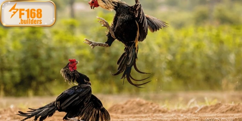 Luật chơi đá gà cựa sắt chi tiết trong năm 2025