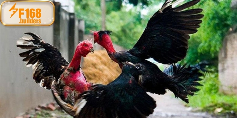 Cấm gian lận và bảo vệ chiến kê khi chơi đá gà nòi Cấm gian lận và bảo vệ chiến kê khi chơi đá gà nòi