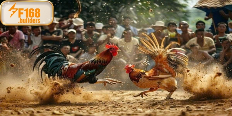 Giới thiệu tổng quan về khái niệm đá gà nòi Giới thiệu tổng quan về khái niệm đá gà nòi