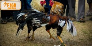 Đá gà Philippines – Bộ môn truyền thống mang tầm quốc tế