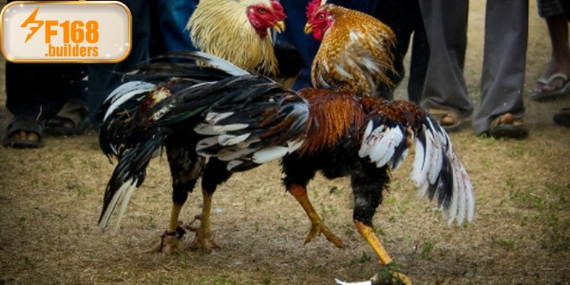 Đá gà Philippines – Bộ môn truyền thống mang tầm quốc tế