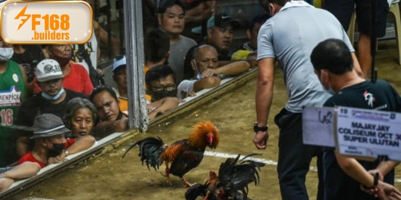 Khái niệm chung về bộ môn đá gà Philippines