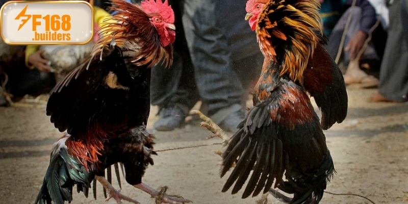 Tỷ lệ và cách đặt cược đá gà philippines