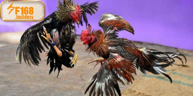 Ưu điểm khi theo dõi đá gà Philippines tại F168