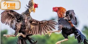 Đá gà trực tiếp – Trải nghiệm kịch tính và chân thực F168