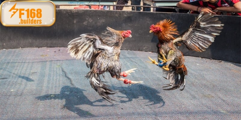 Kinh nghiệm của chuyên gia khi xem đá gà trực tiếp hiệu quả Kinh nghiệm của chuyên gia khi xem đá gà trực tiếp hiệu quả