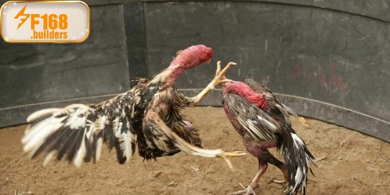 Đá gà trực tiếp là hình thức phát sóng qua hệ thống camera chuyên dụng Đá gà trực tiếp là hình thức phát sóng qua hệ thống camera chuyên dụng