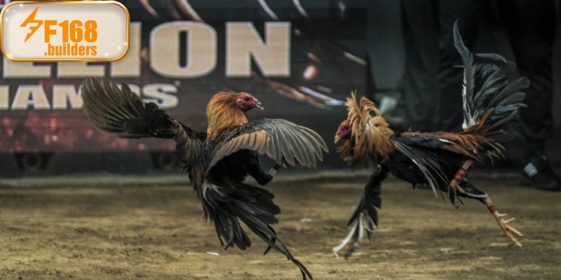 Ưu điểm của xem đá gà trực tiếp tại F168 Ưu điểm của xem đá gà trực tiếp tại F168